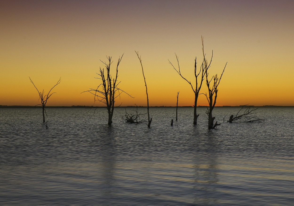 Arboles secos