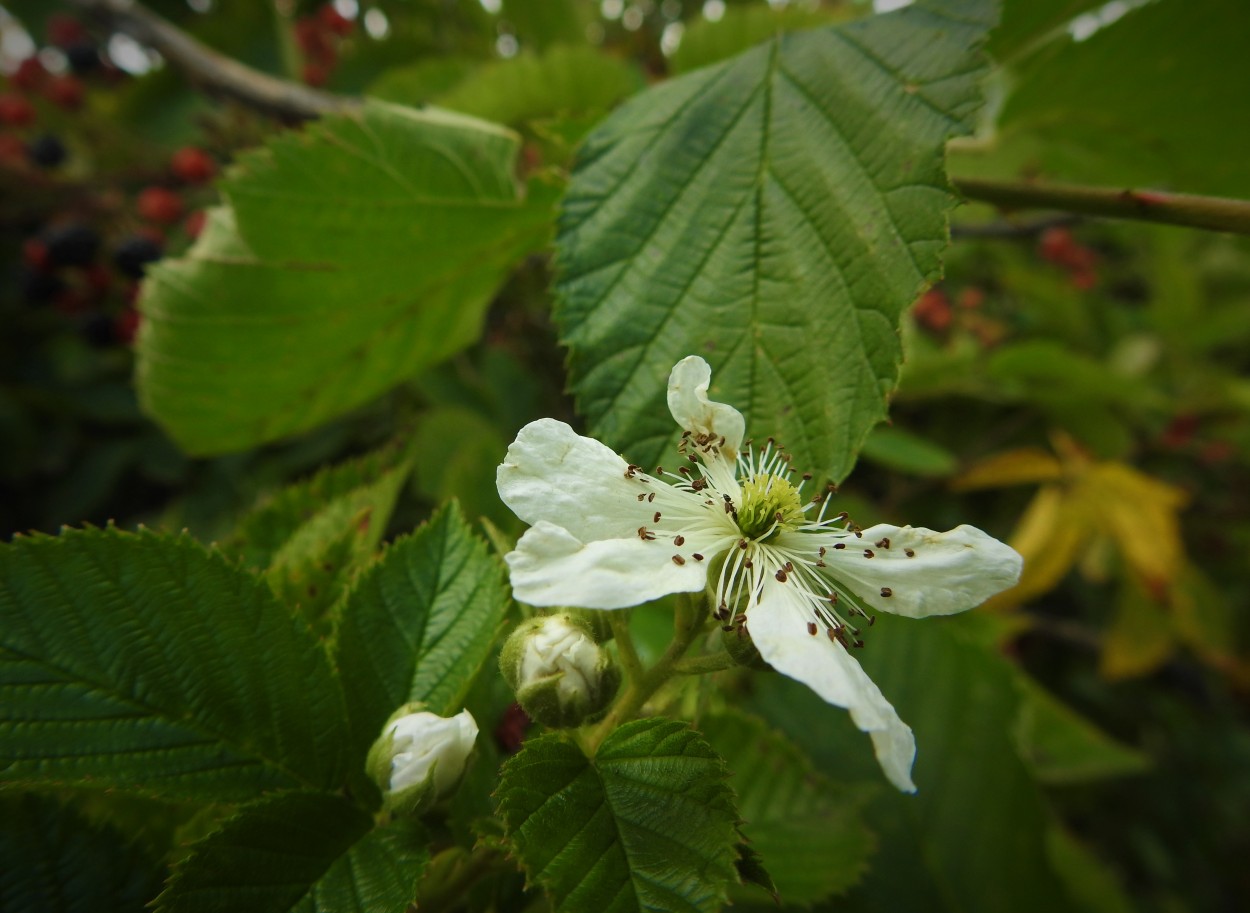 Flor de zarzamora