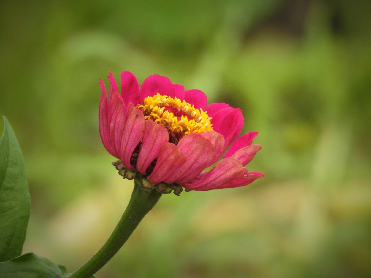 Zinnia