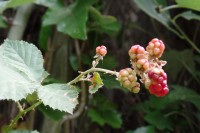 moras (2)