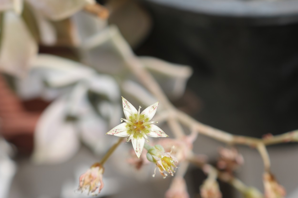 Flor de cactus