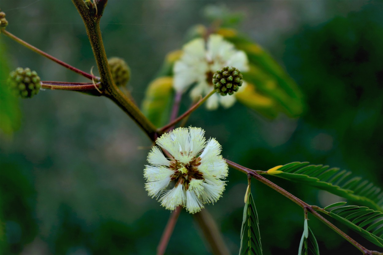 Flor de la acacia