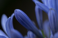 Agapanthus