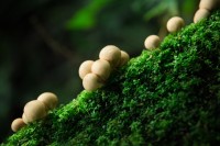 Cuesta Fungi