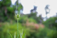 Corona de espinas