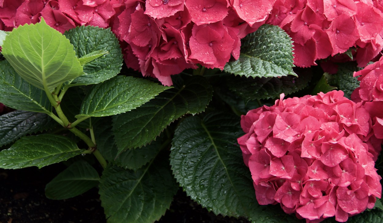 Hortensia rosa