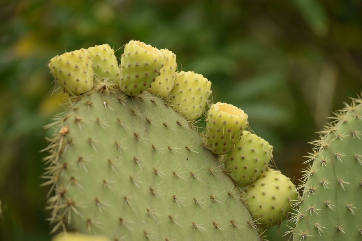 OPUNTIA