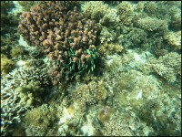 Bellezas en el fondo del mar