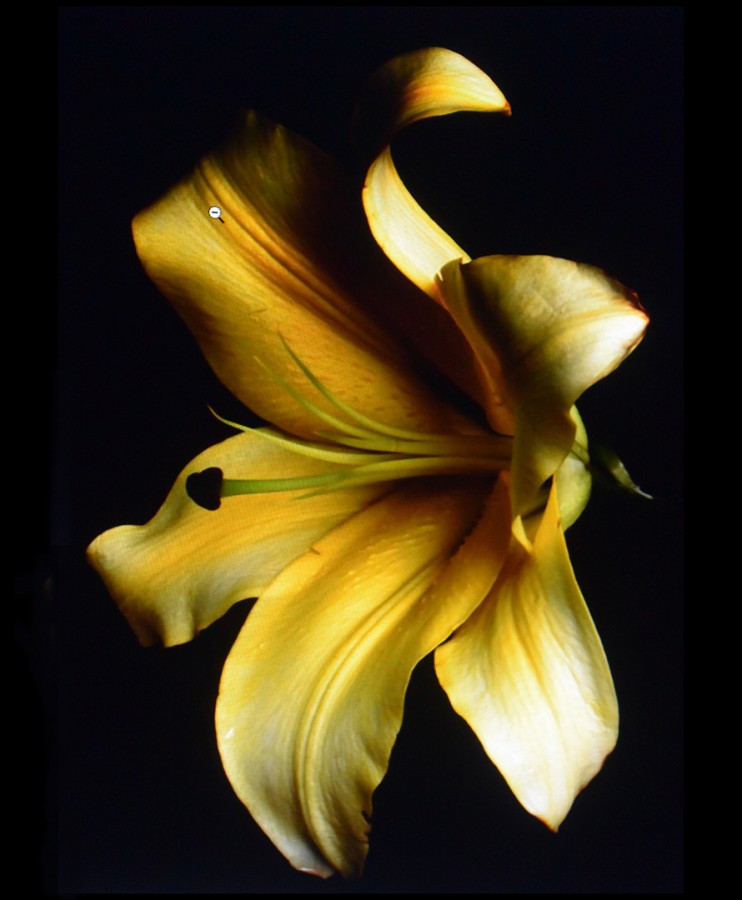 Lilium Amarillo