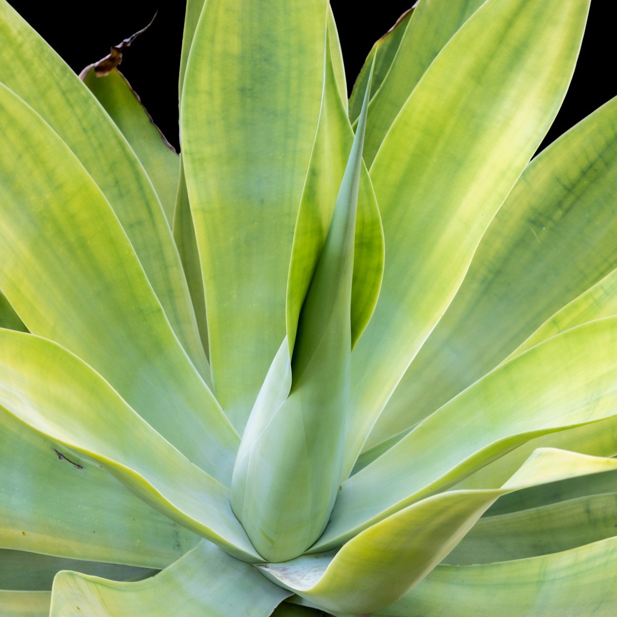 Agave I