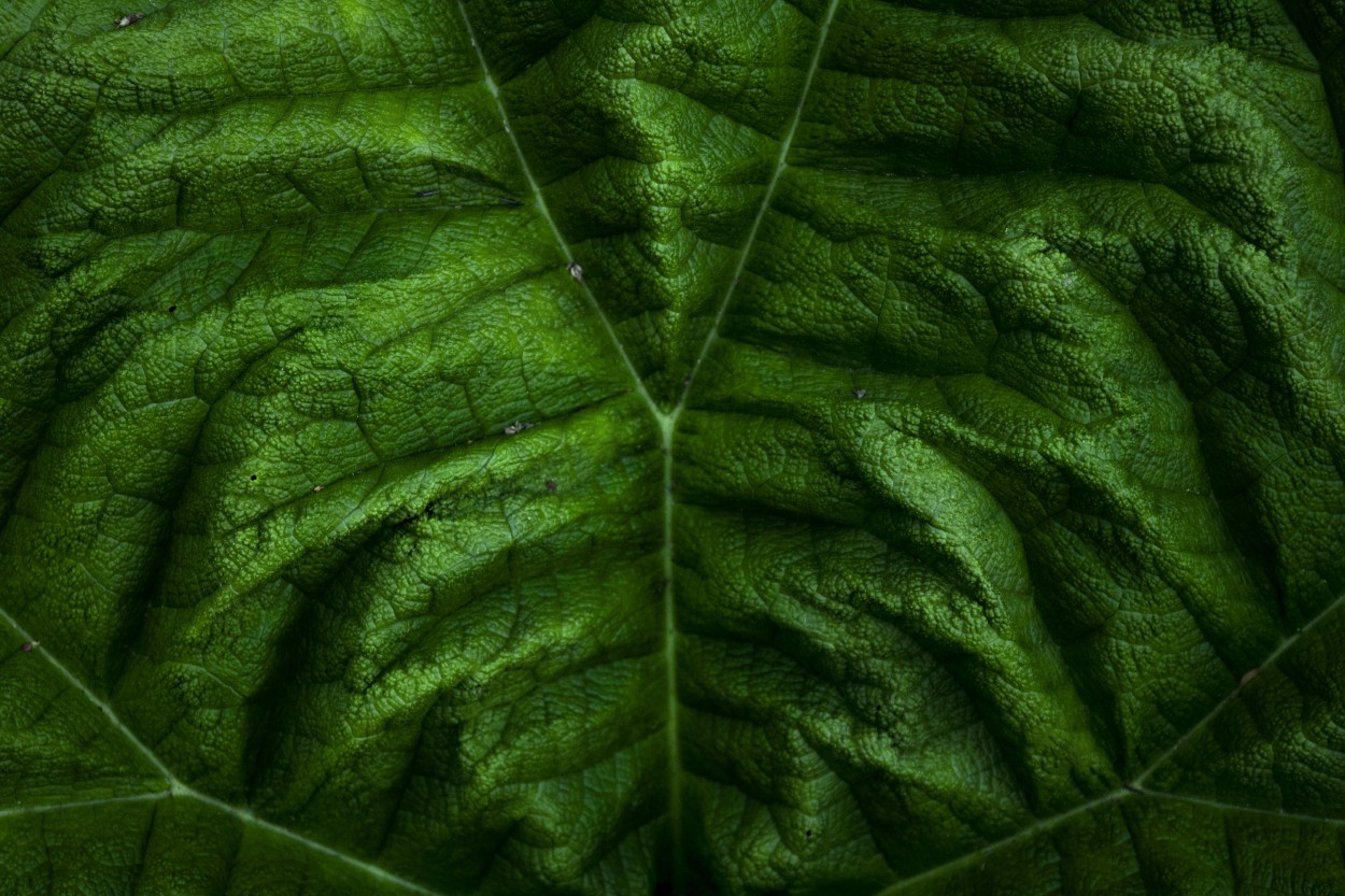 Heracleum mantegazzianum