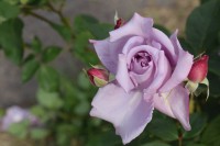 Rosa,muy rosa