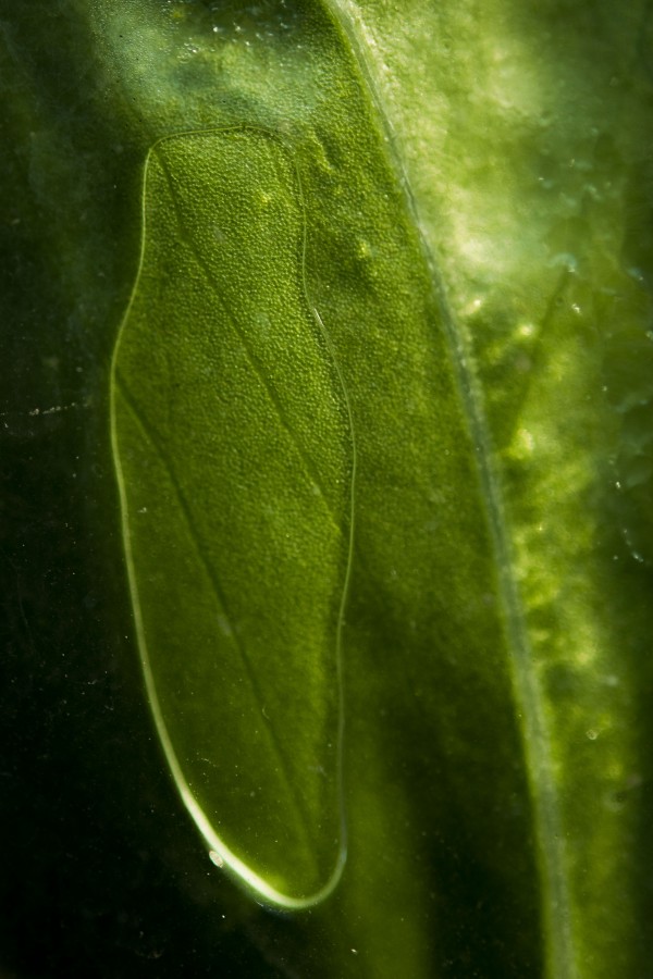 Stomata