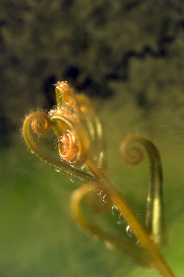 Drosera