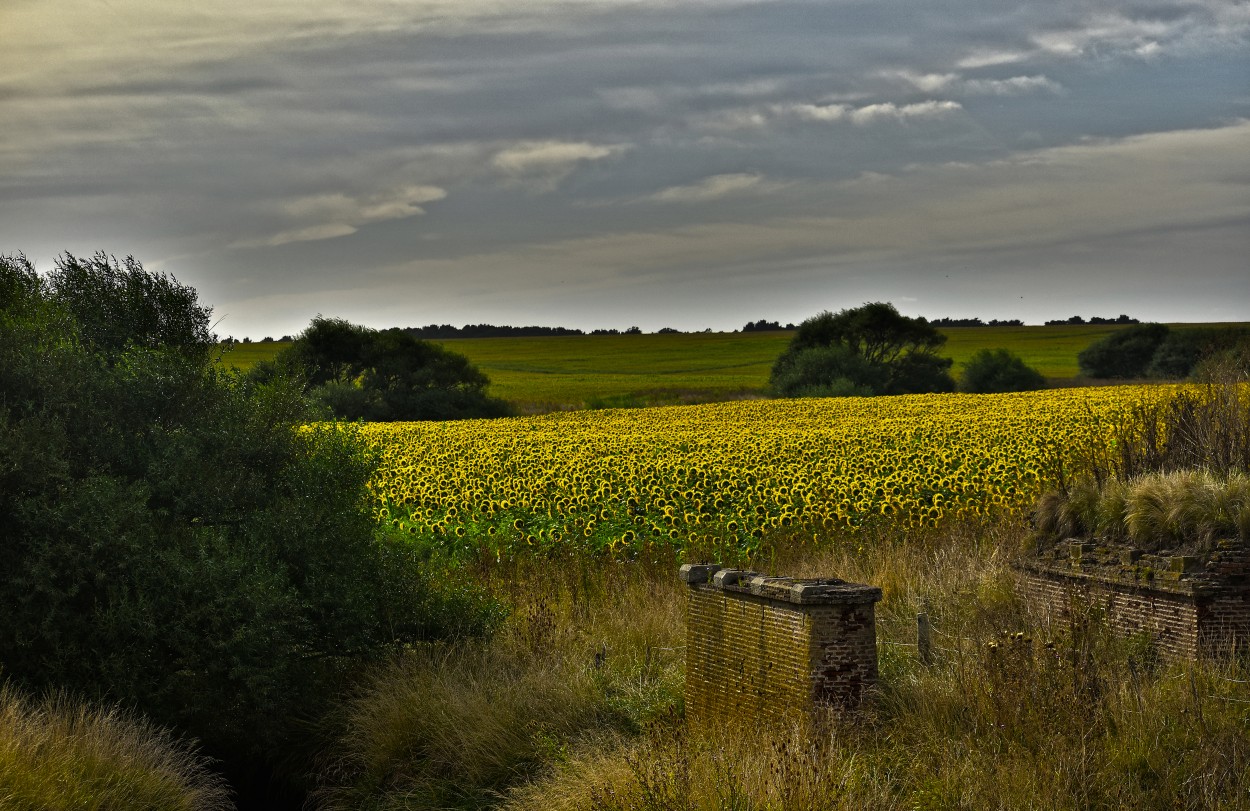 `Campo de Girasoles`