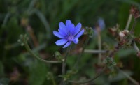 lavanda o violeta??