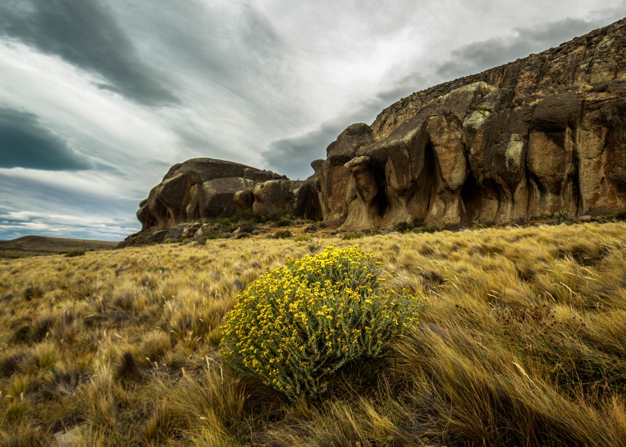 Solitaria paramela en la estepa patagnica