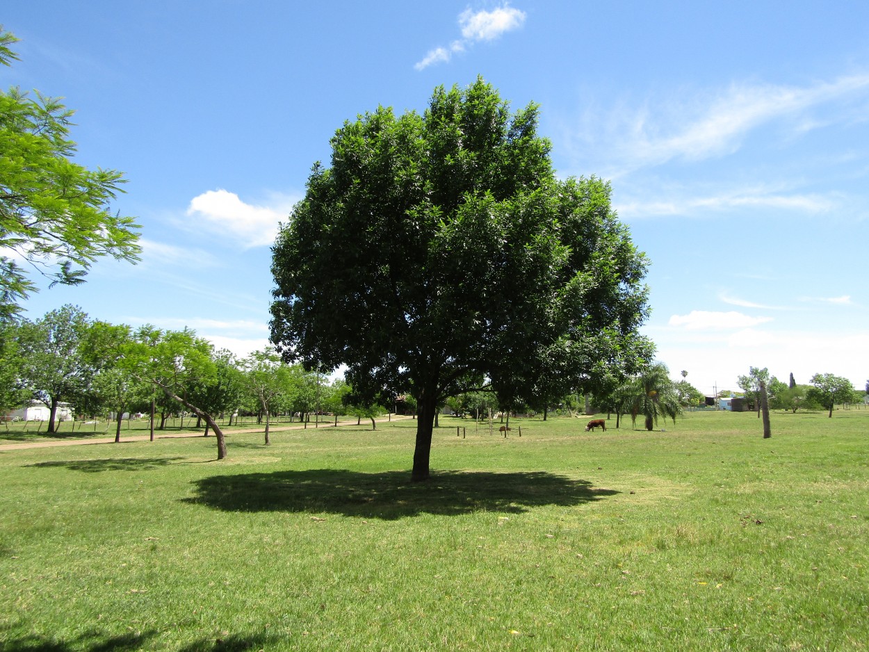 Medioda campestre