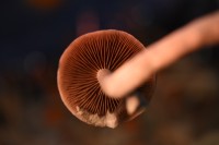 psilocybe