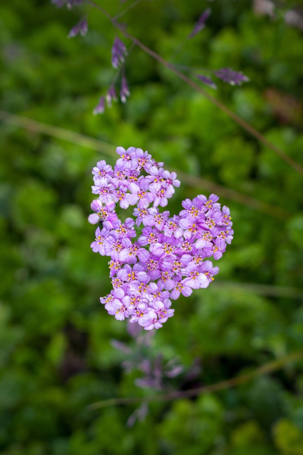 Jardn en el alma