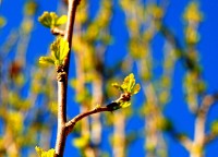 Brotes de primavera