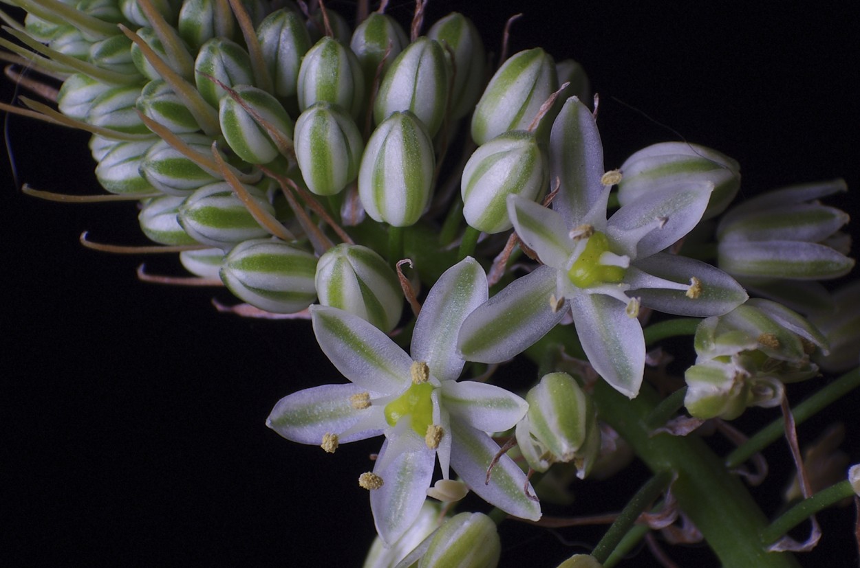 Flor de la cebolla