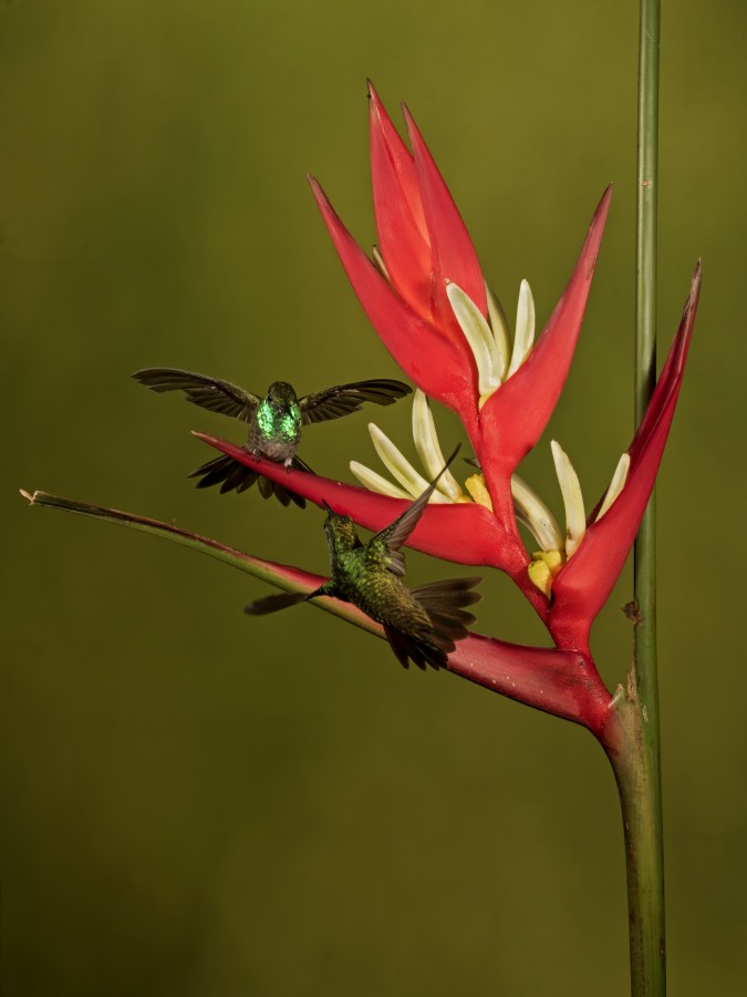 Bailando en Heliconia