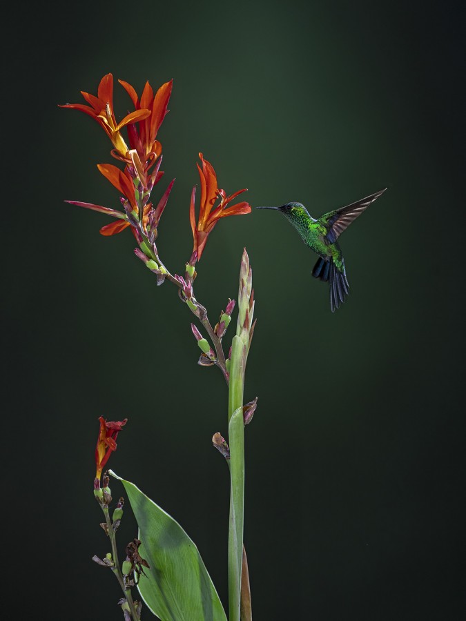 Misiones corona violacea 2