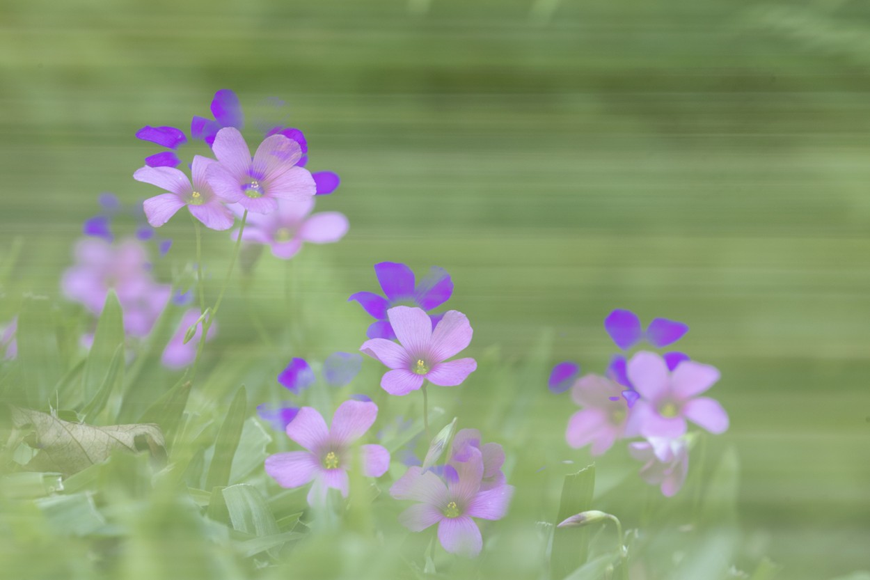 Flores de mi jardin