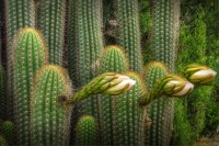 Flor de cactus