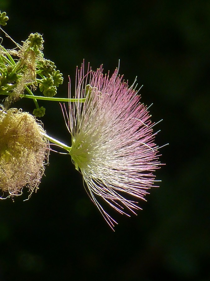 Acacia de Constantinopla