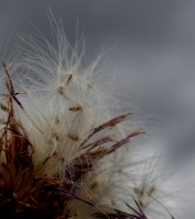 Al viento