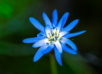 Estrella azul