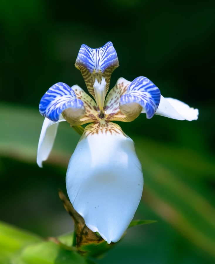 Orquidea misionera