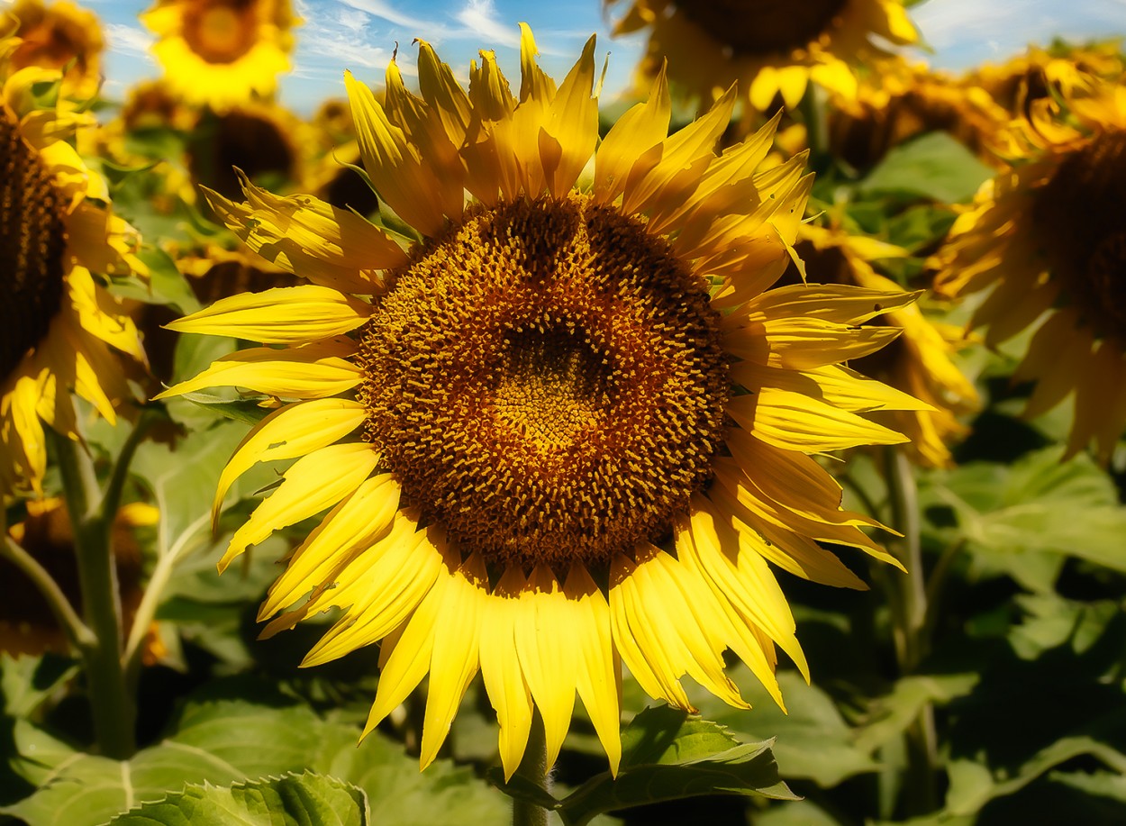 El girasol