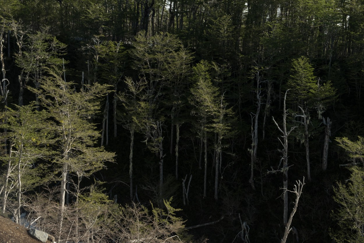 Bosque patagnico