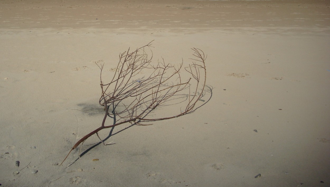 Mecida por el viento