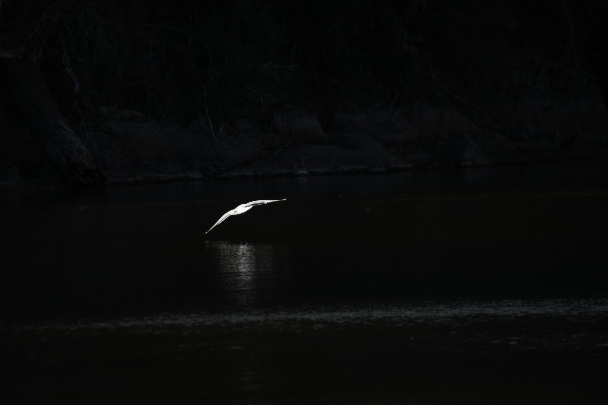 Aprender a volar