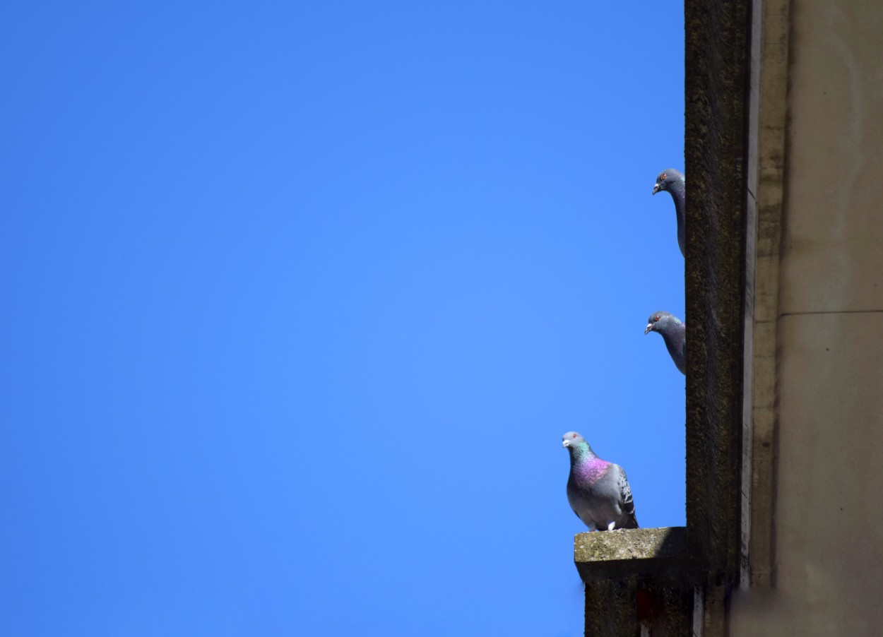 Listas para volar