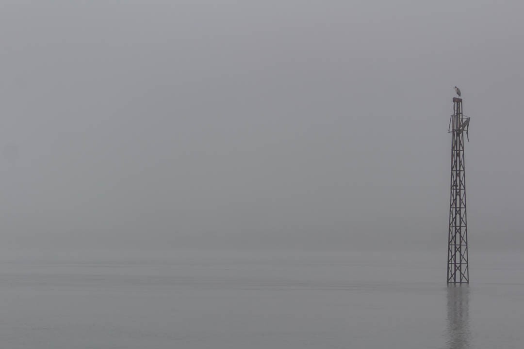 Solitario en la niebla