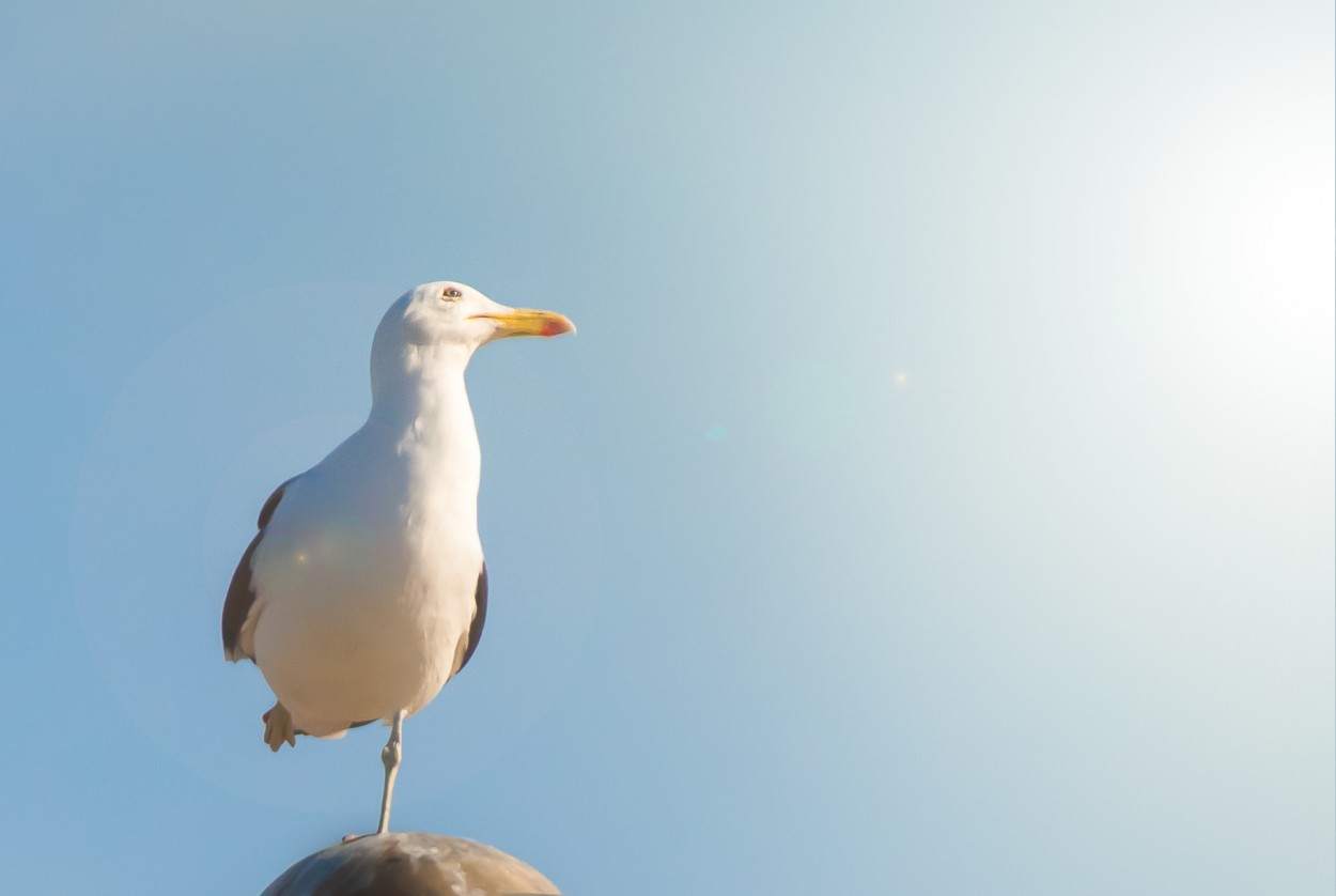 Equilibrio biolgico