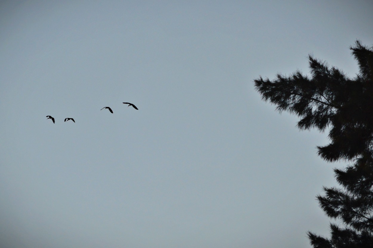 Aves volando