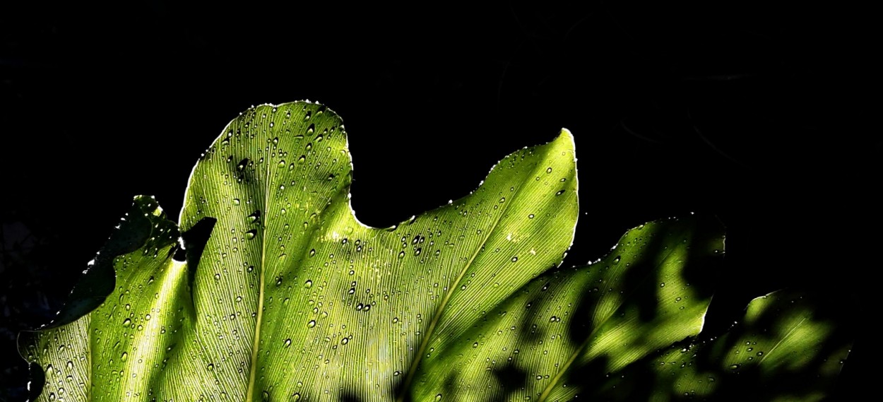 Lluvia