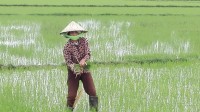 Cultivando arroz en Tra Que - Danang - Vietnam