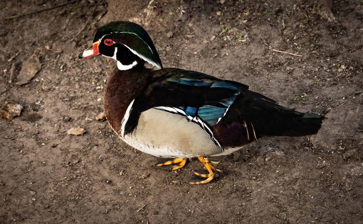 EL PATO