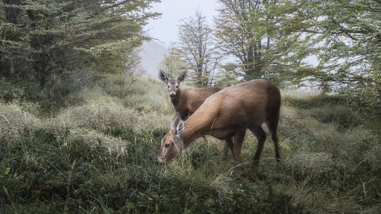 Madre Huemul comiendo y cra curiosa