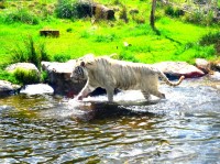 Cruzando las aguas