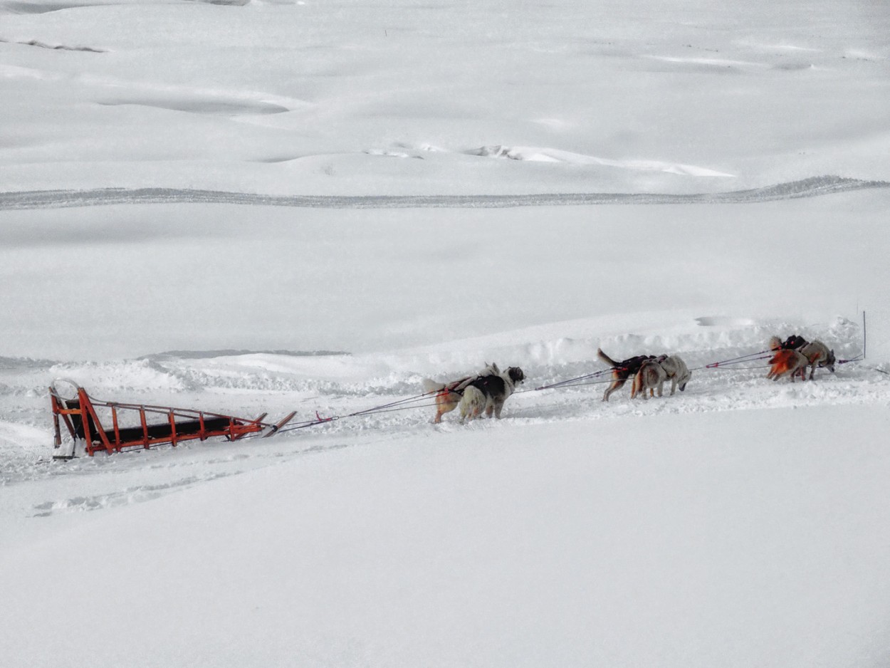 PERROS DE NIEVE