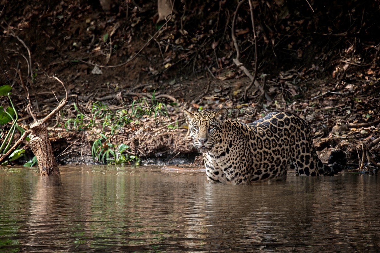 Yaguaret en el Pantanal.