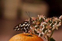 Mariposa rescatada